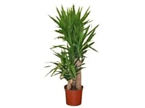 5´Li Yukka 210 Cm