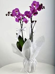 Çift Dallı Phalenopsis Orkide